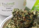 How I Sold Trulieve on My Black Tuna Strain