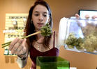 Colorado Marijuana Tax Report: April 2014