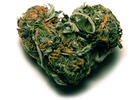 More Deaths in Europe Connected to Cannabis
