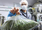 Vaccinations Now Available for California Cannabis Workers