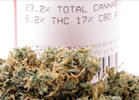The Top 8 CBD-Dominant Strains