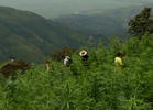 Strain Hunters Go to Colombia