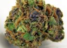 Five Beneficial Medical Sativas