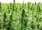 Seven Applications of Industrial Hemp