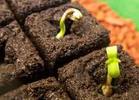 Six Reasons to Buy Marijuana Seeds Online