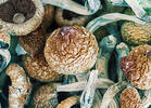 Magic Mushroom Mania: Decrim Measures on Oregon and DC Ballots