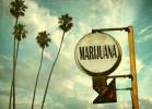 Eight Is Enough: Marijuana Legalization Sweeps the Nation