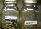 New York State of Marijuana: Why the Half Steps, Gov. Cuomo?