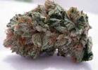 Kushes Sweep Kannabis Kup
