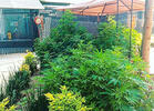 A 420 Pot Plantation Grows Outside Mexico's Senate