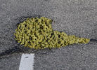 Capitol Idea: Pot for Potholes!