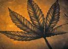 'Cosmos,' Cannabis and Robert Hooke