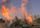 ISIS Burns Down Pot Farm in Syria