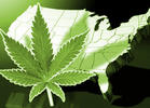 Five States Get to Vote on Legalizing Adult-Use or Medical Marijuana